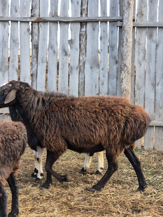 Продам барана, кошкар