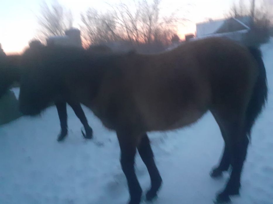 Буаз бие құлынымен