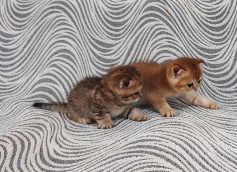 Котята на продажу