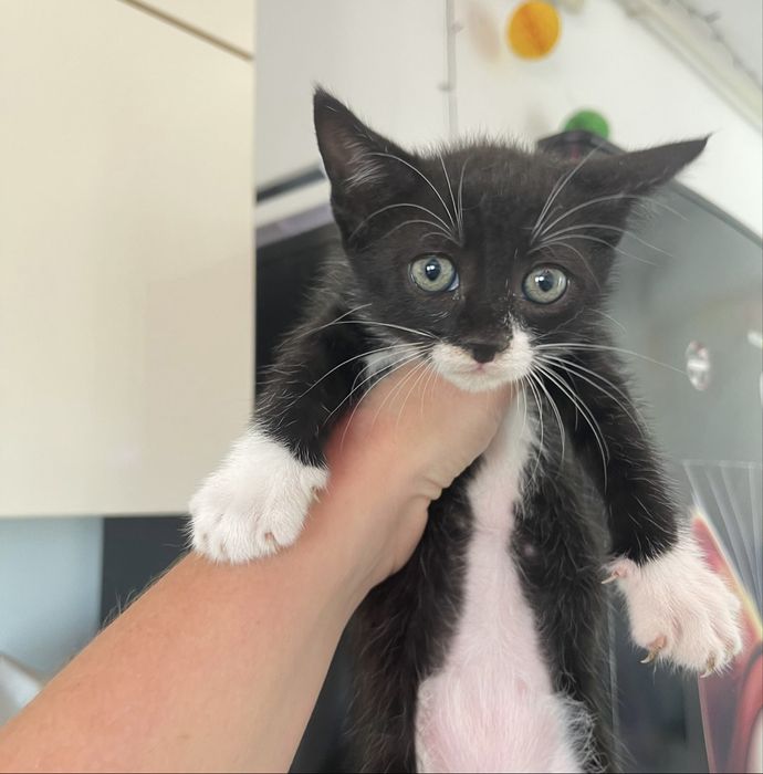 Adoptia Pisicuta 3 luni