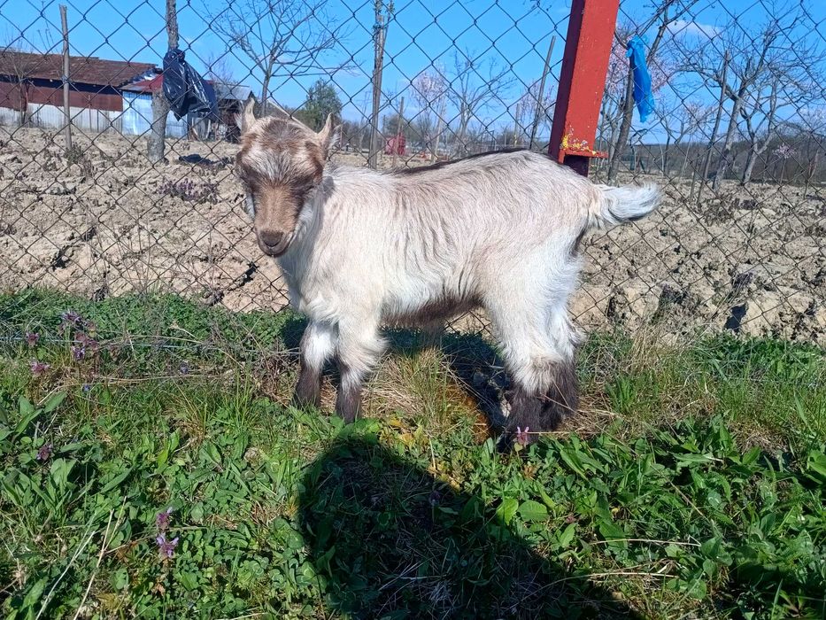 Ieduțe de vânzare, metis alpin francez cu saanen