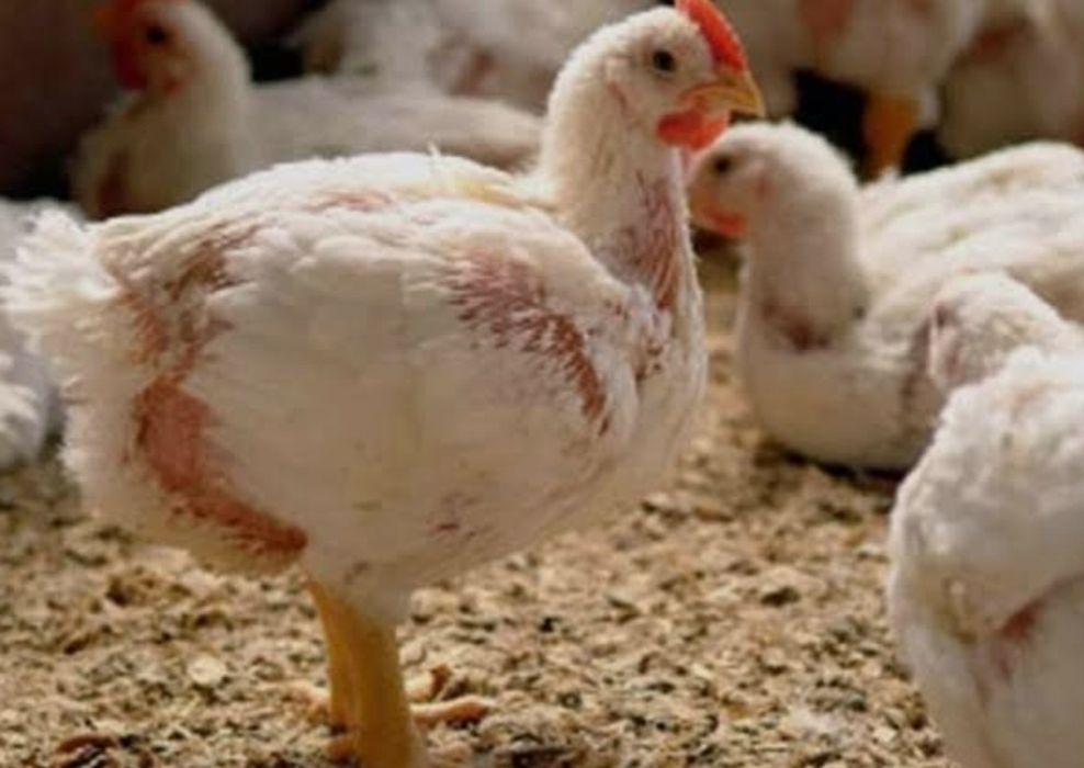 Vând pui de carne în Braila