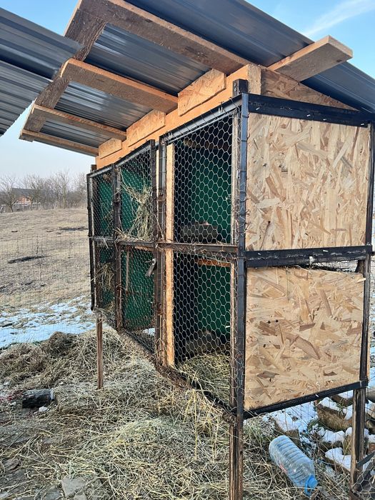 Cusca iepuri de vanzare cu 6 locuri