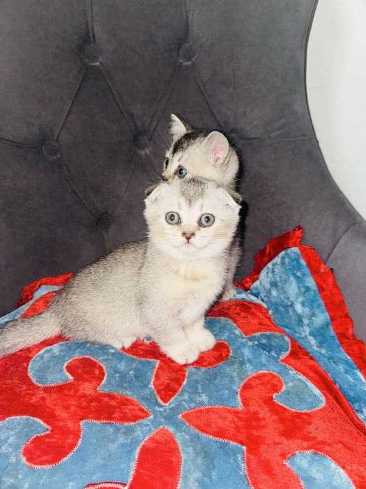 Вислоухий котята