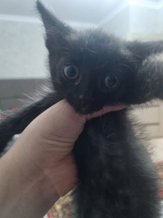 котёнок,бесплатно