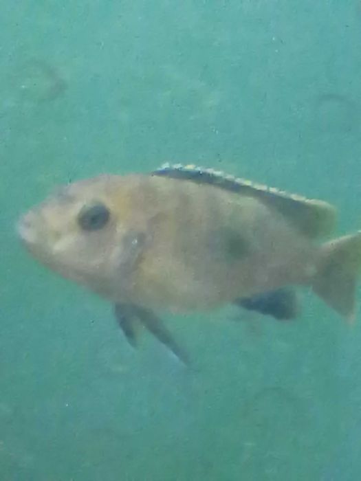 Продам напольный аквариум