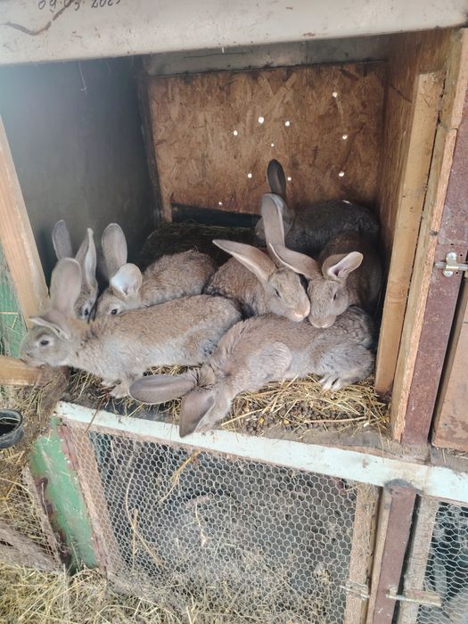 Iepurasi urias german