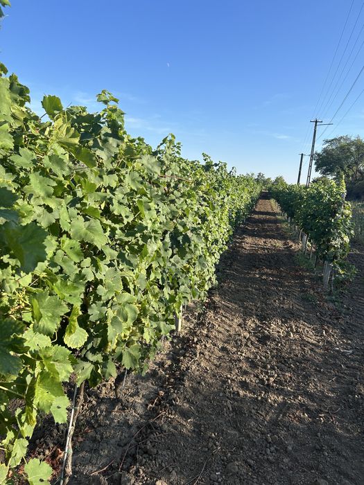 Struguri de vanzare, otonel, ceasla , de vin si de masa