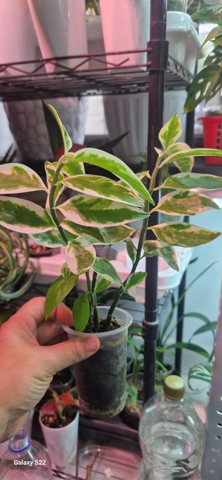 Комнатный цветок педилантус