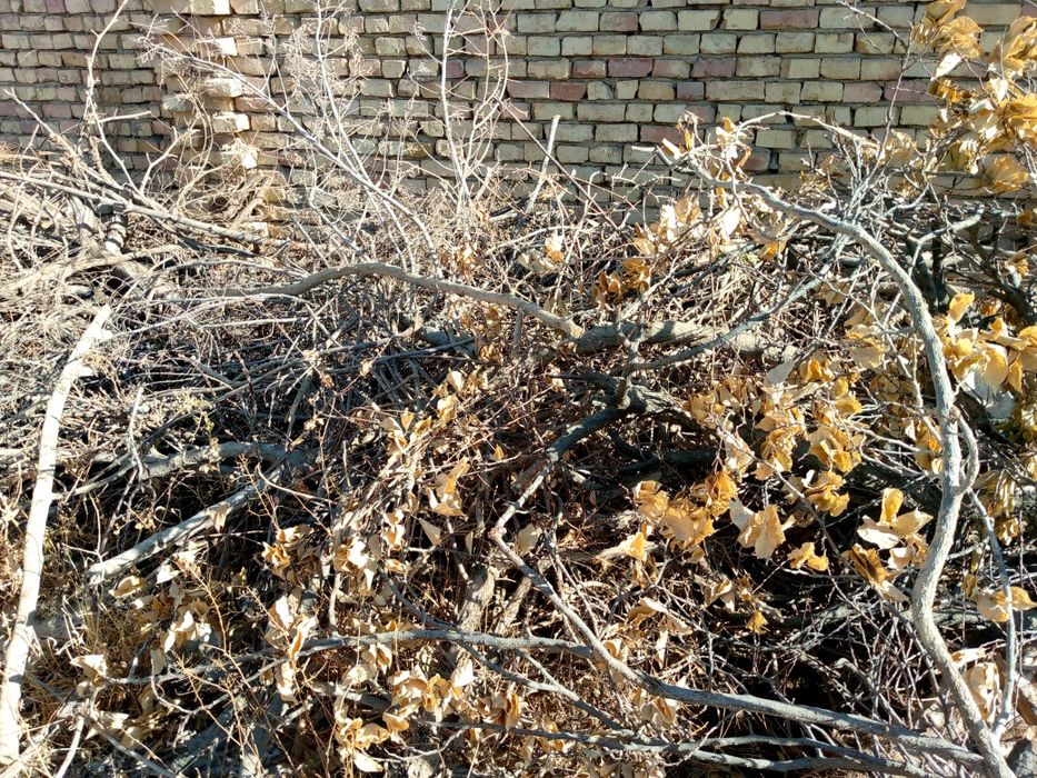 Утин сотилади куриган