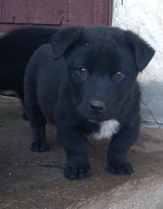 Donez trei catei  doua femele și un mascul