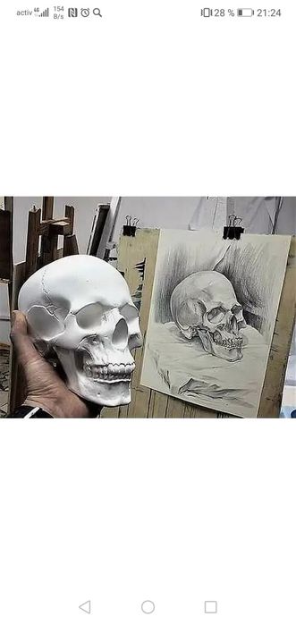 Череп. Черепа. Черепушки.