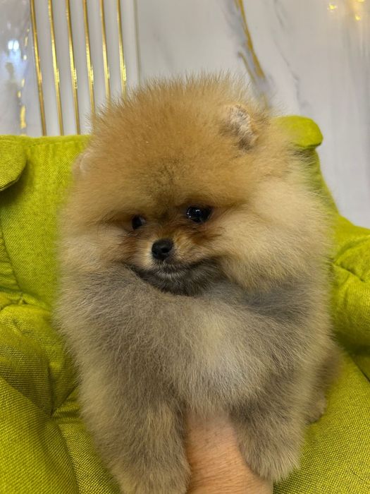 Шпицы готовы к переезду