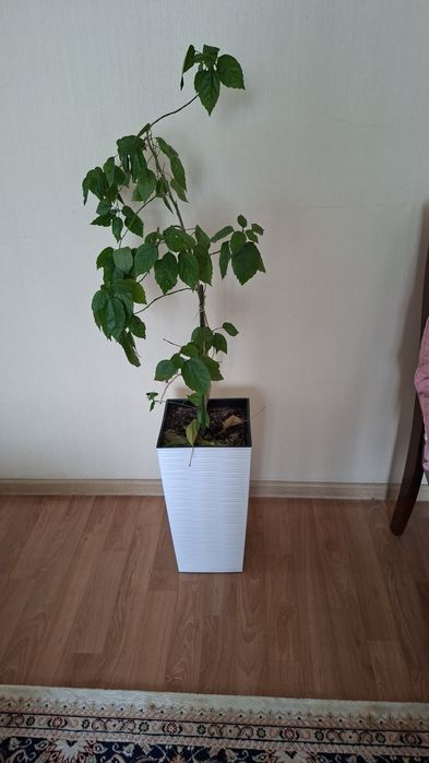 Китайская роза комнатное растение
