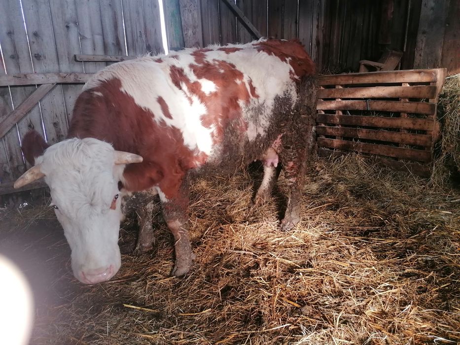 Vând  juni ca gestanta