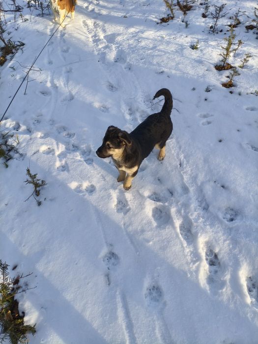 Donez cățelușă de curte