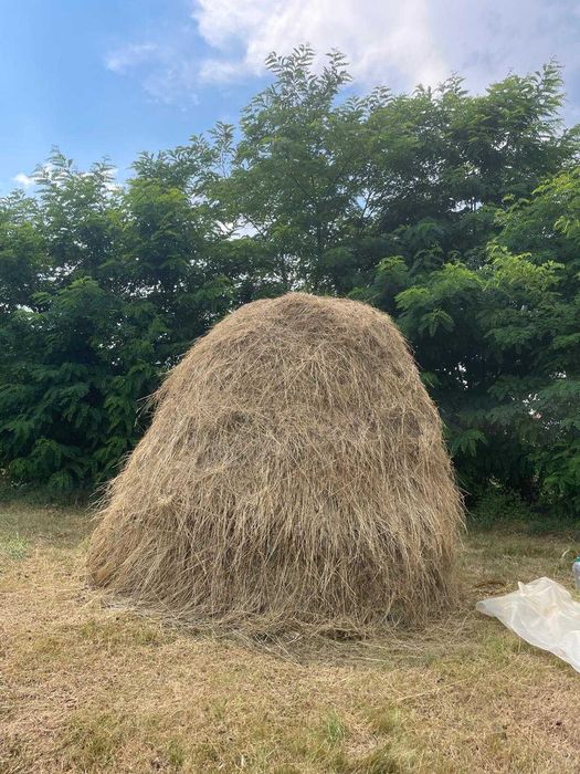 Vand doua capite de fan si lucerna