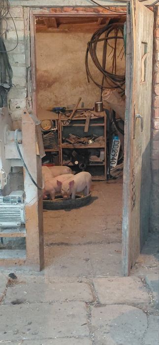 Продавам малки прасенца