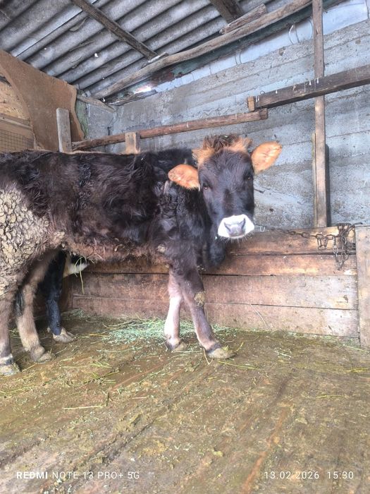 Продам тёлочку алатауская