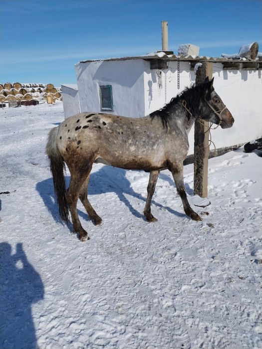 Дунен Бай шубар 4 года.