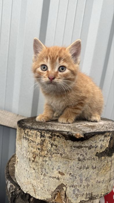Котята 1,5 месяцев