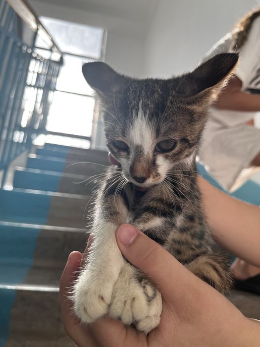 Изем любящий дом для котенка