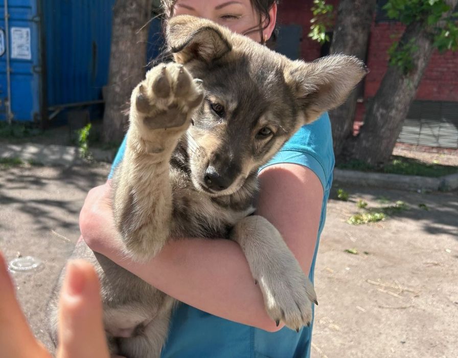 Щенок мальчик,ищет добрый дом