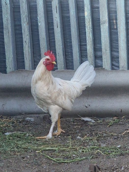 Продам молодых петушков