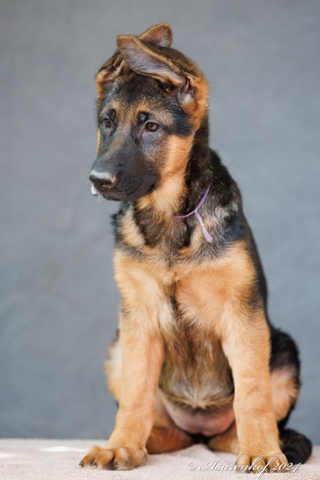 Немецкая овчарка щенки.