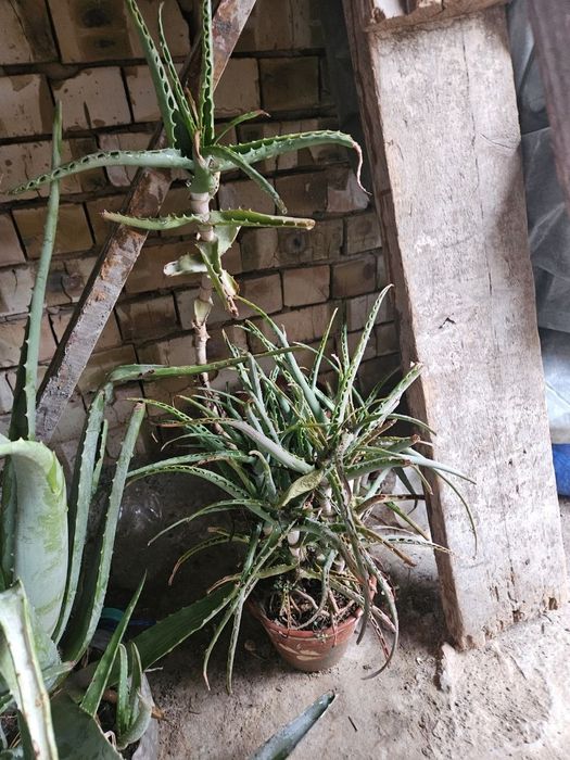 Алой ва алойвера гуллари