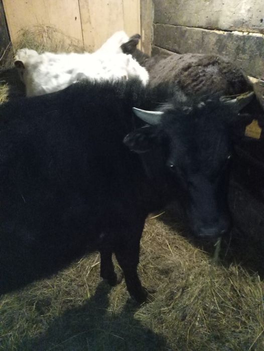 Продам 3-х телят