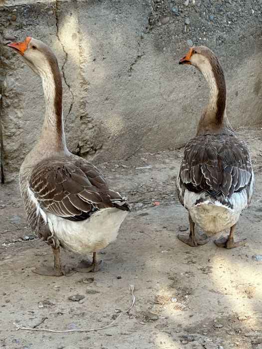 Ғаз сатылады Пародисты