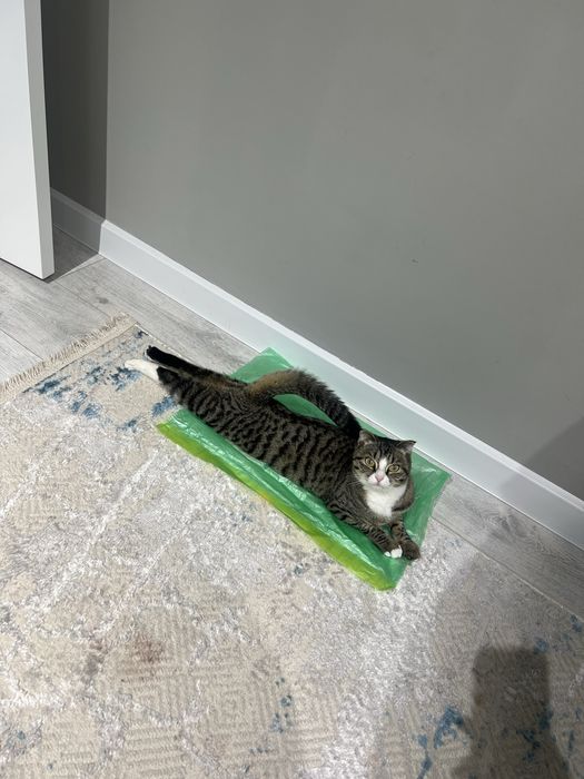 Вислоухо 35.000тг