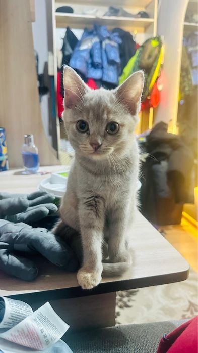 Котенок девочка трехцветная