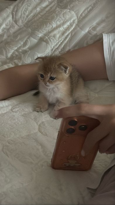 Продаю золотую шиншиллу