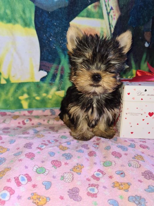 Продам щенков йоркширского терьера.