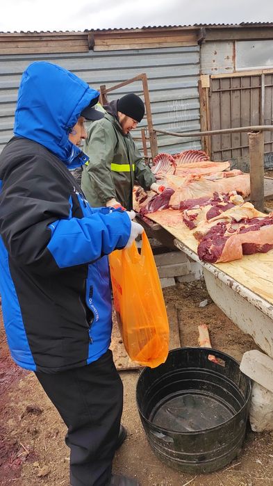 Жирные лошади на согым в Астане
