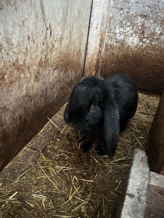 Iepuri berbec german