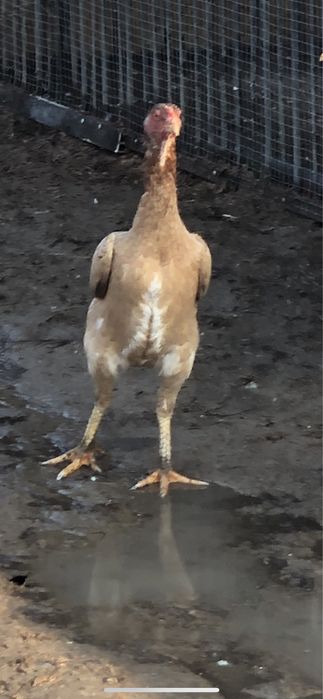 Продается боцовый