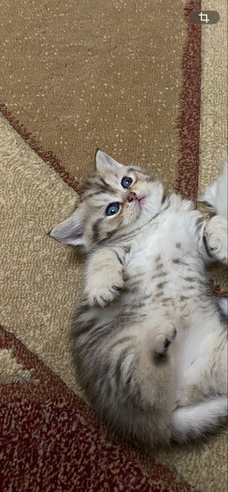 Скотиш страйт золотая шиншила