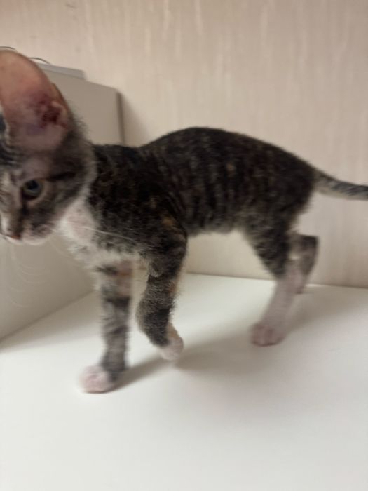 Котёнок свинкса.                                                     .