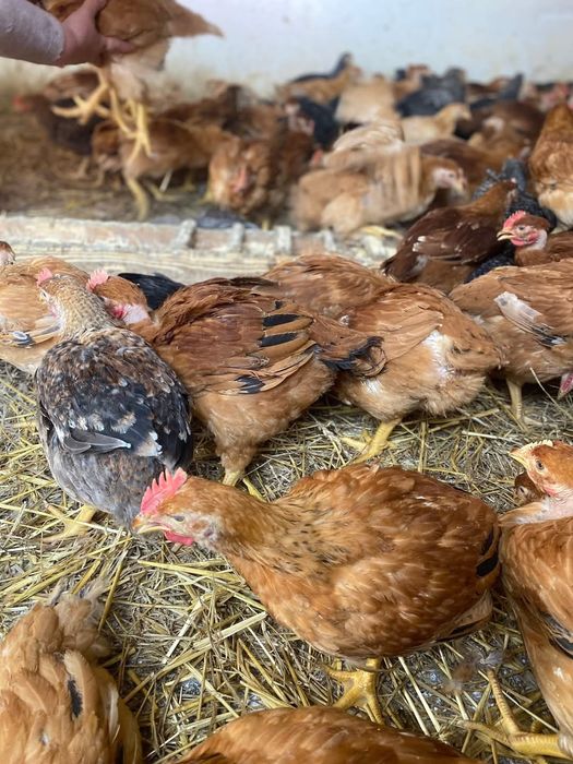 Vindem pui rasa mixta