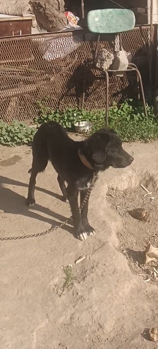 Охотничи Русский спаниел