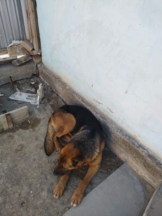 немецкой овчарка