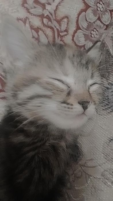 Отдается кошка в добрые руки