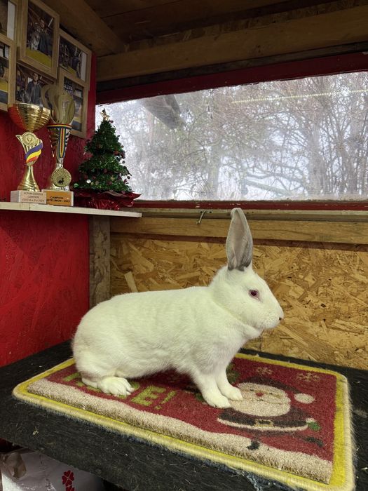 Vand iepuri hycole francez