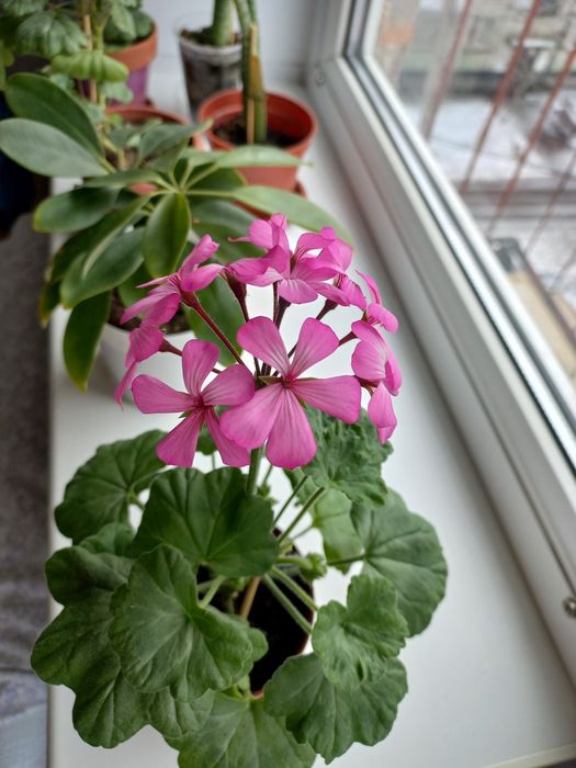 Продам комнатный цветок.