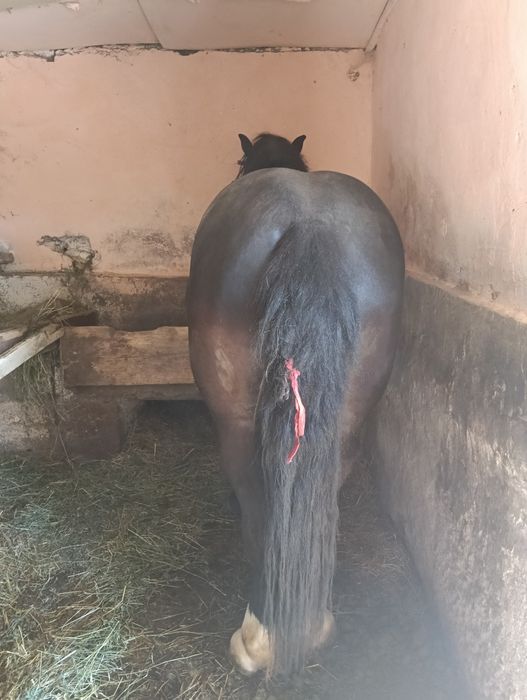 De vânzare un mânz de 2 mai mai multe detalii la telefon