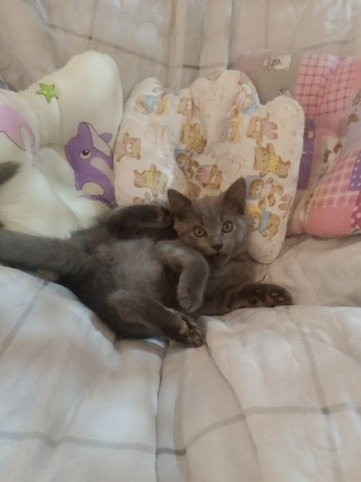 Mushukchalar sotiladi