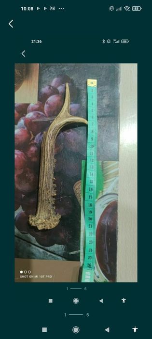 Corn cerb pentru cuțit , panoplie sau altele.